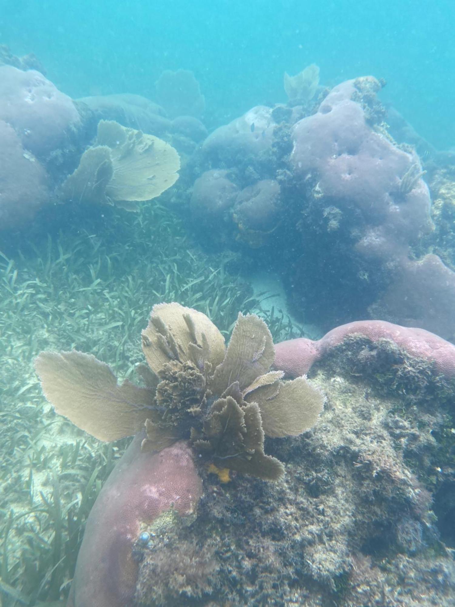 Coral Cove Inn Maya Beach Екстериор снимка